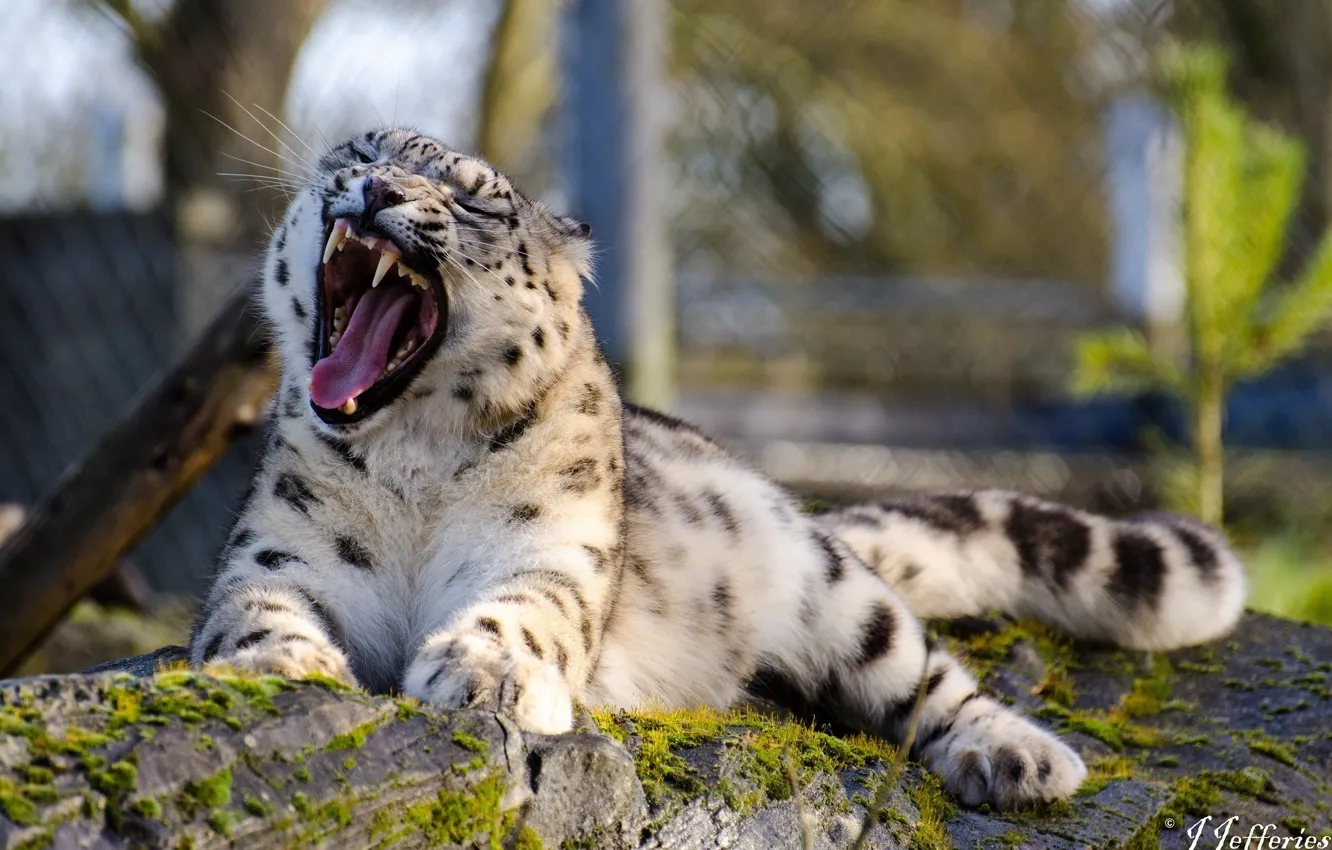 Photo wallpaper stay, mouth, fangs, IRBIS, snow leopard, wild cat, yawns
