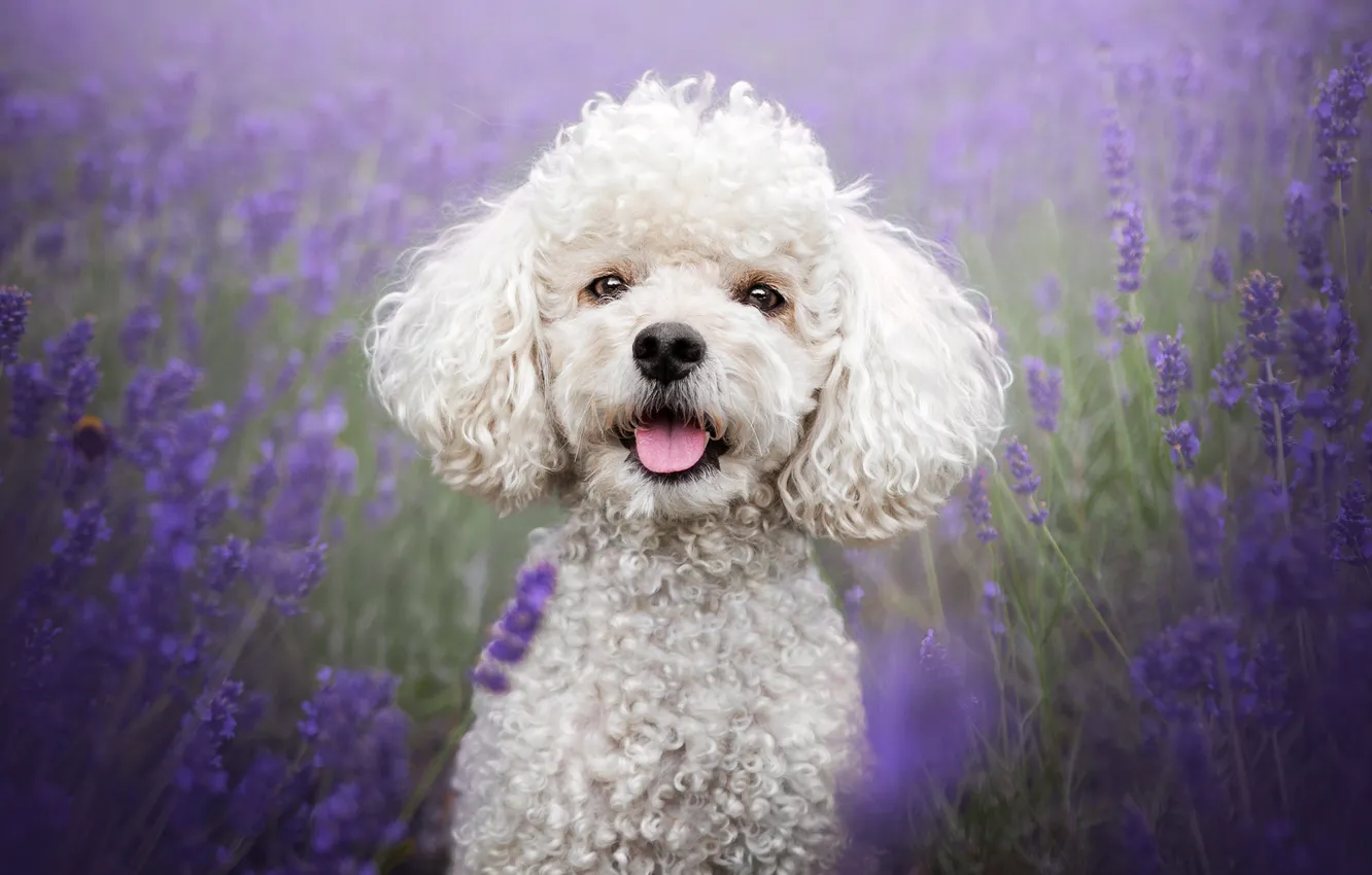 Photo wallpaper look, flowers, portrait, dog, puppy, white, face, poodle