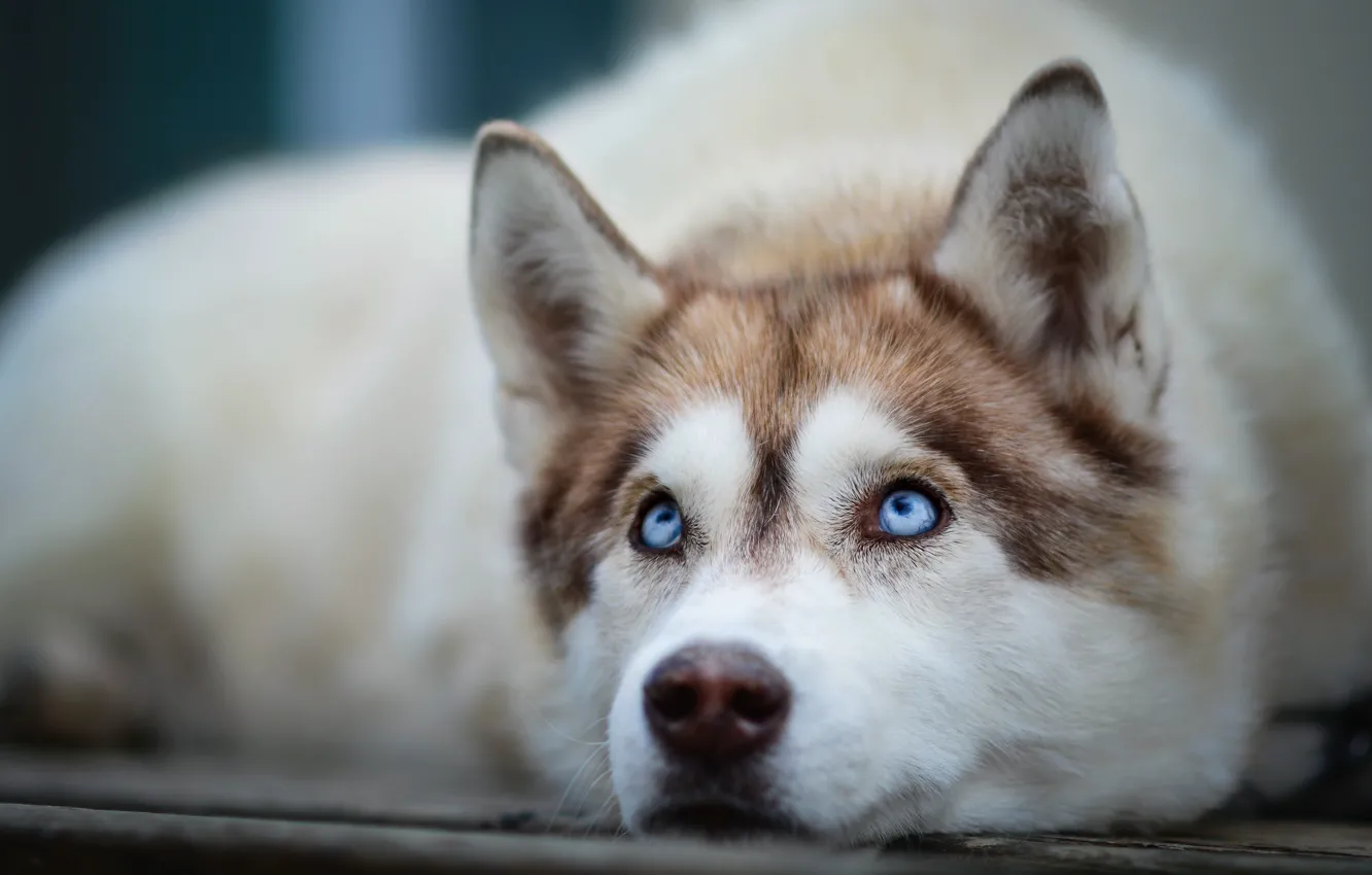 Photo wallpaper look, each, dog