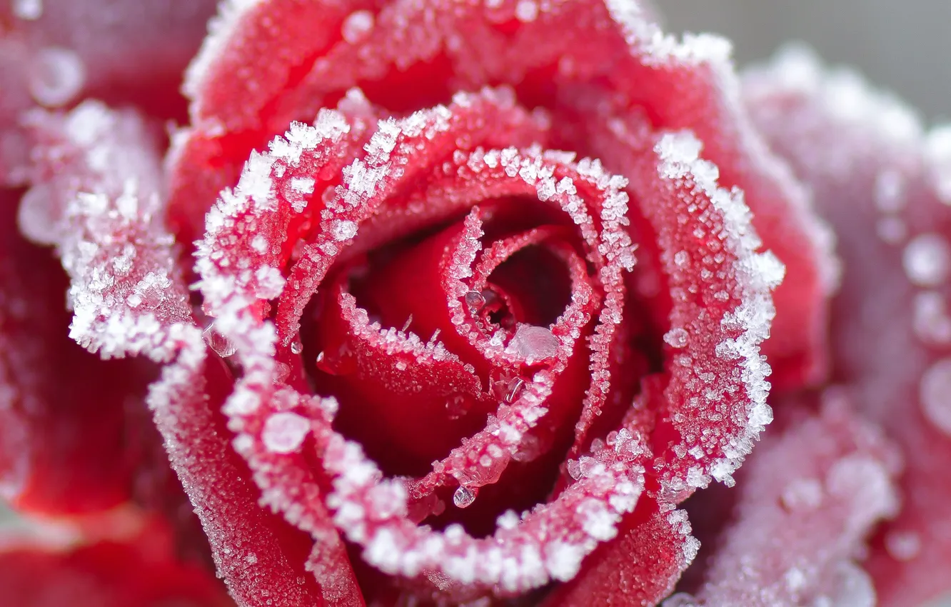 Photo wallpaper winter, frost, flower, macro, snow, rose, petals, Bud