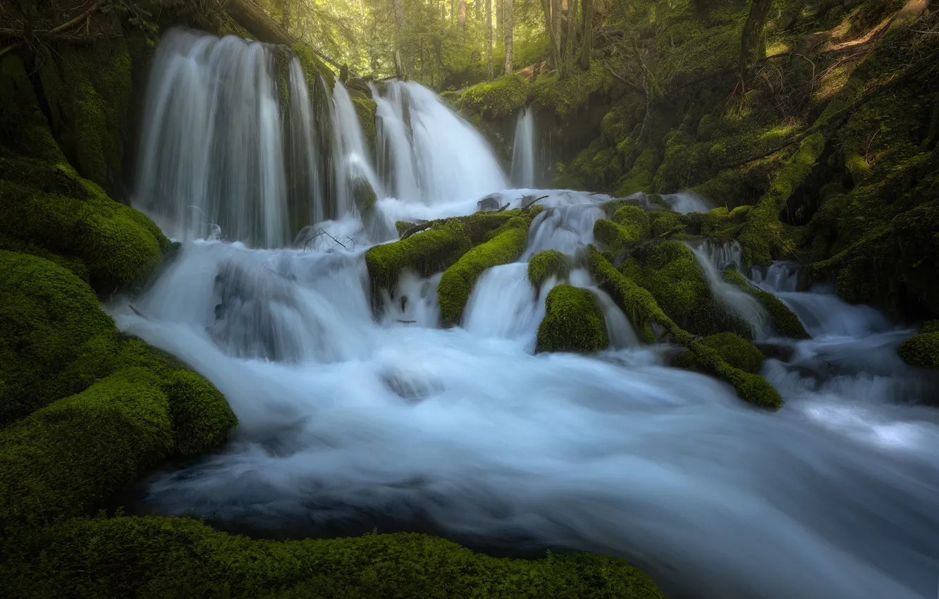 Photo wallpaper greens, forest, roots, river, stones, waterfall, moss, stream