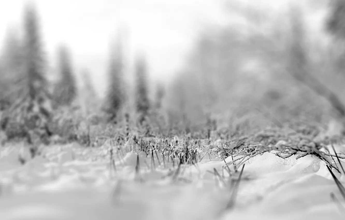 Photo wallpaper winter, snow, focus