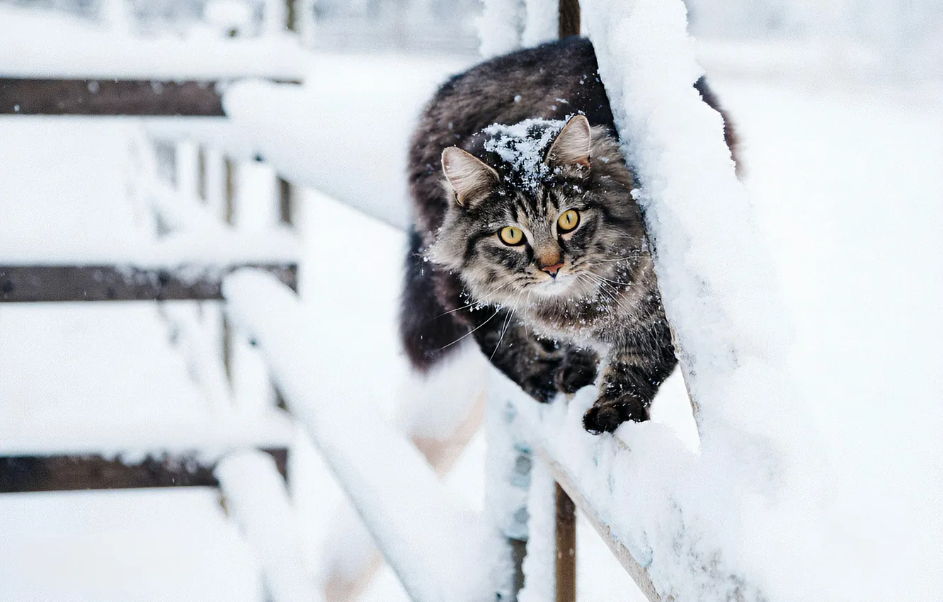 Photo wallpaper winter, cat, cat, snow, nature, grey, the fence, walk