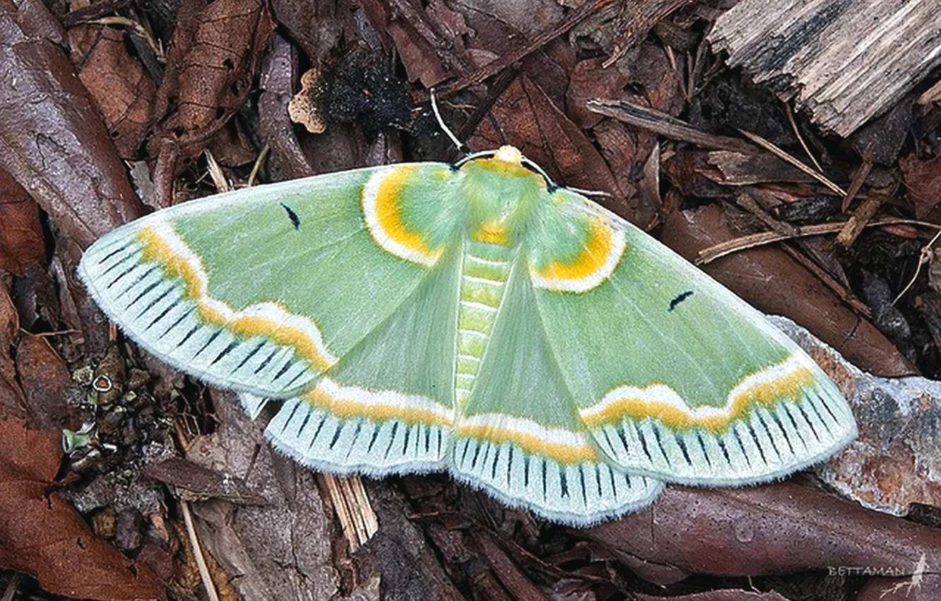 Photo wallpaper macro, butterfly, wings, beautiful, closeup