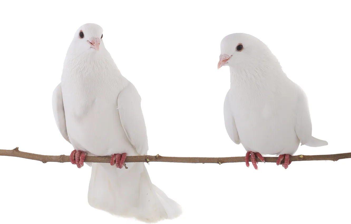 Photo wallpaper branches, white background, branch, white background, white doves, white doves