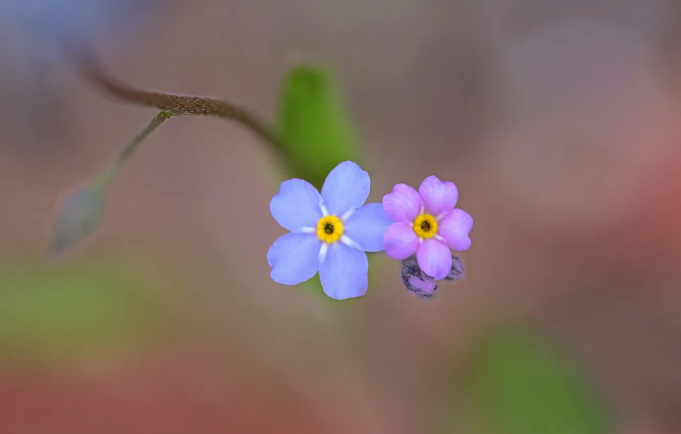 Photo wallpaper flowers, nature, paint, petals, forget-me-nots