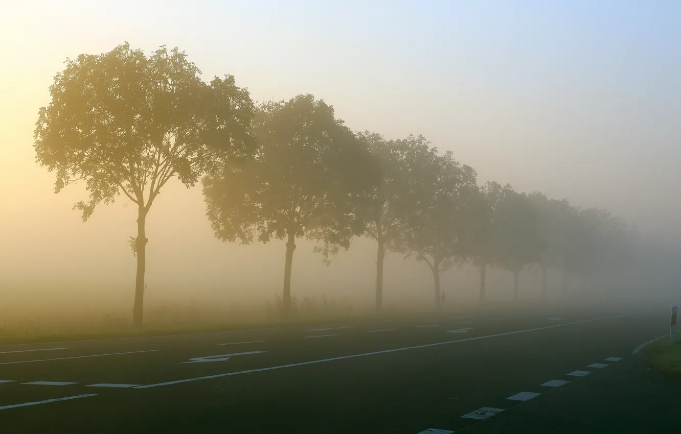 Photo wallpaper road, trees, fog