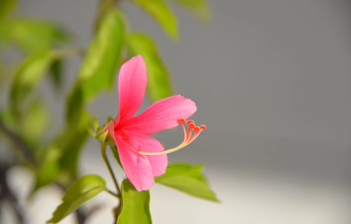 Photo wallpaper leaves, macro, nature, petals, hibiscus