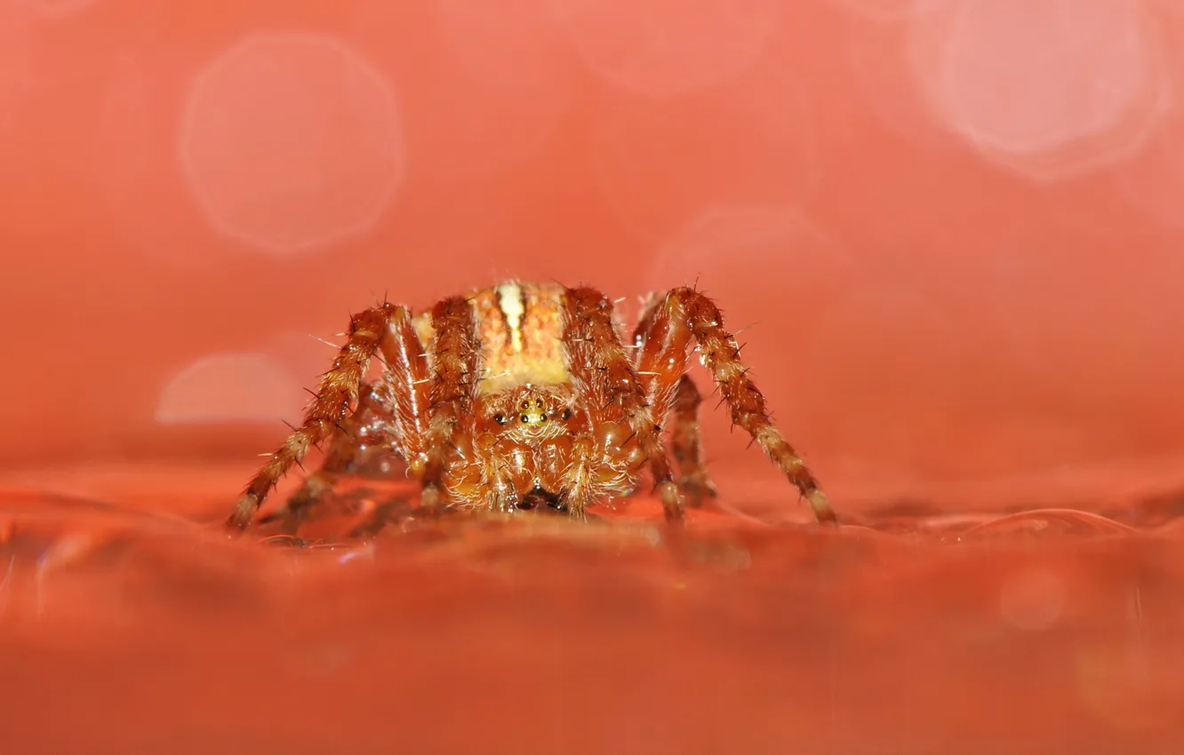 Photo wallpaper background, spider, Mars, Life on Mars