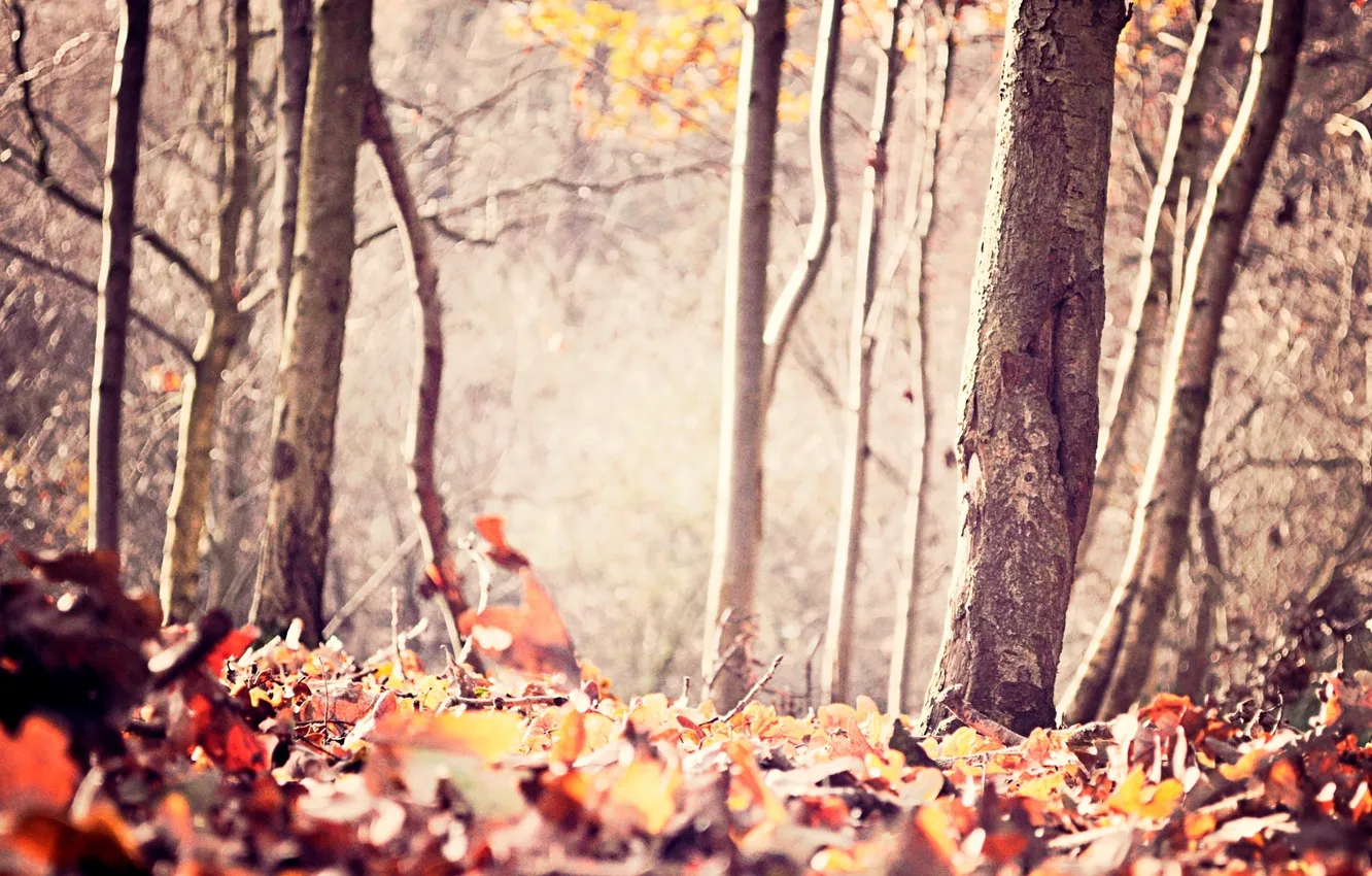 Photo wallpaper autumn, forest, leaves, trees