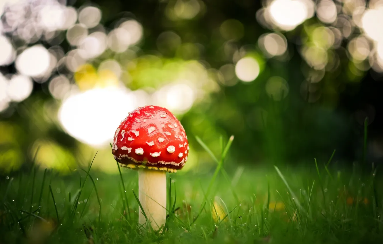 Photo wallpaper nature, loneliness, mushrooms, mushroom, nature, loneliness, mushroom