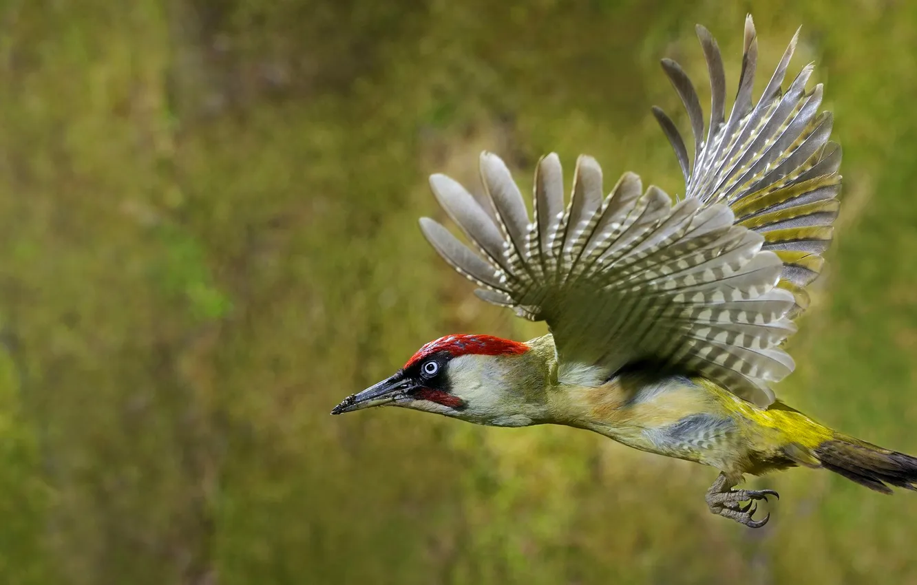 Photo wallpaper flight, nature, bird, wings, woodpecker