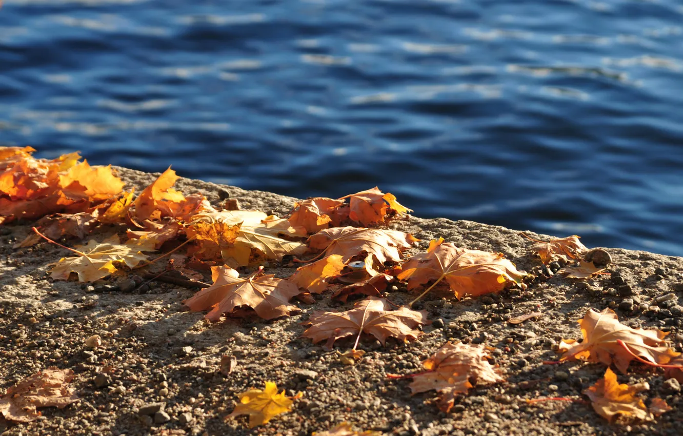 Photo wallpaper autumn, leaves, water, shore, yellow, concrete