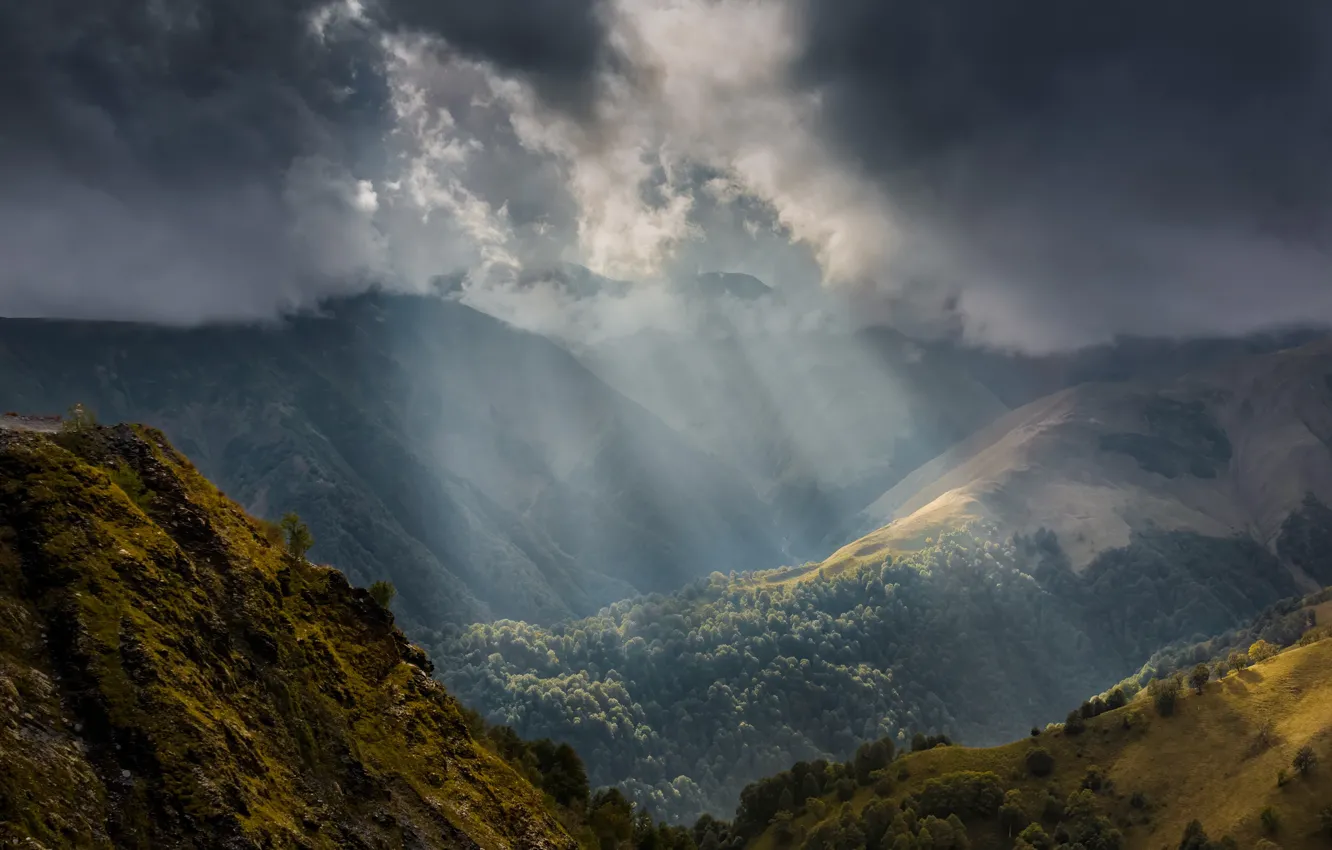 Photo wallpaper forest, light, mountains, fog, the slopes