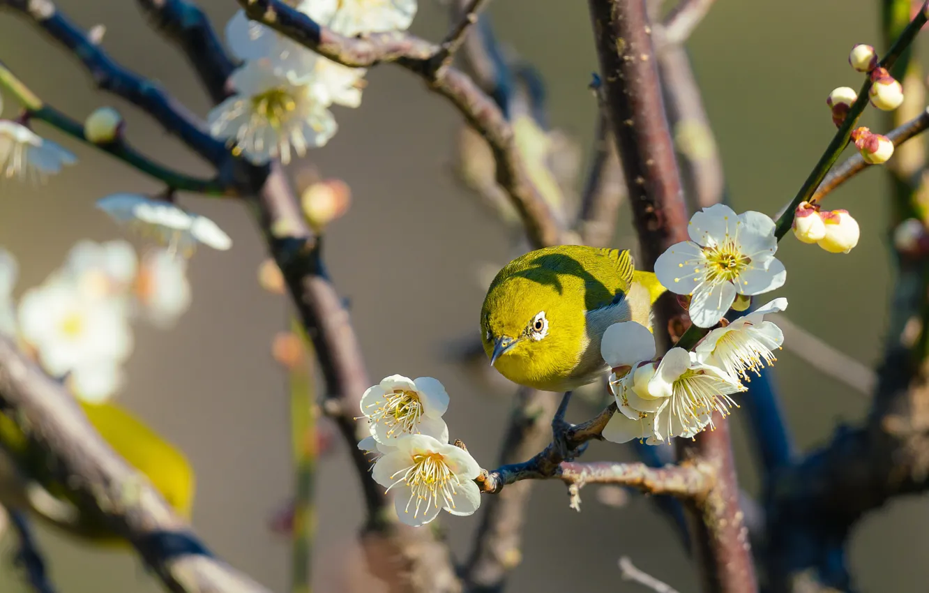 Photo wallpaper light, flowers, branches, bird, spring, Sakura, flowering, Japanese white-eye