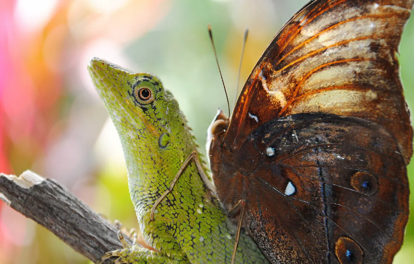 Photo wallpaper pose, butterfly, wings, lizard, reptile