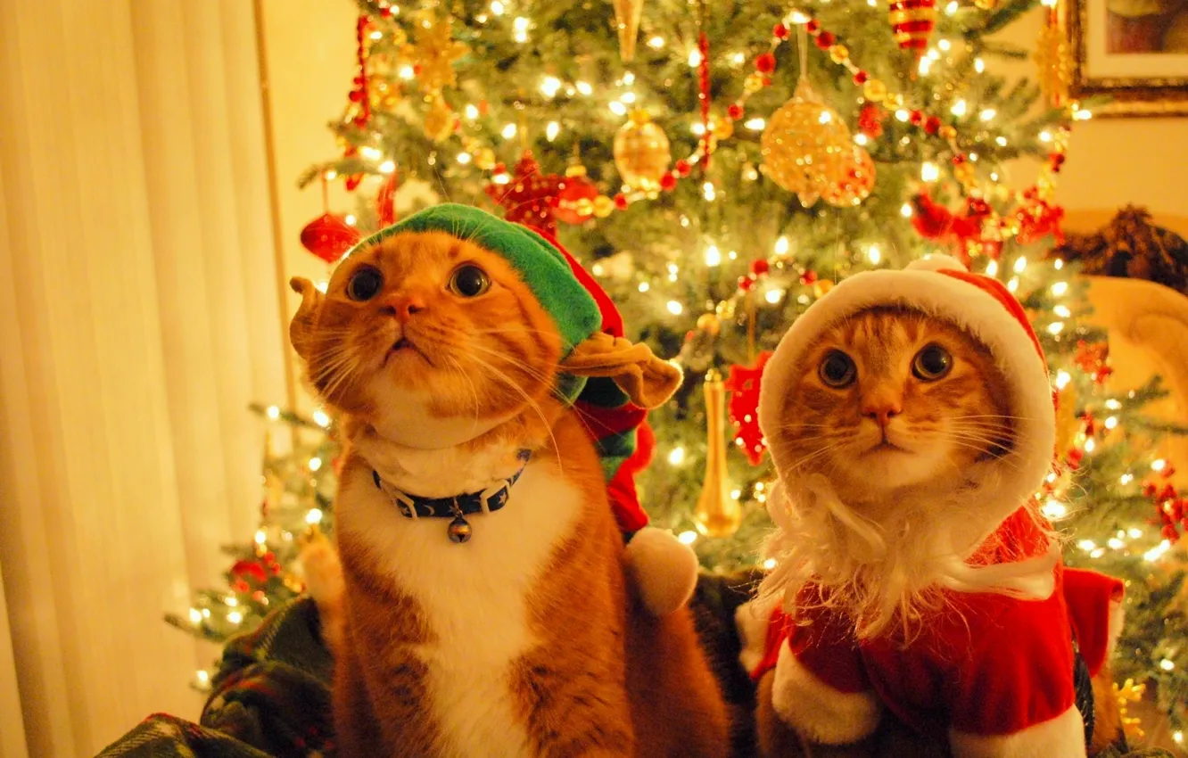 Photo wallpaper cats, hat, elf, new year, tree, Santa Claus, Kote