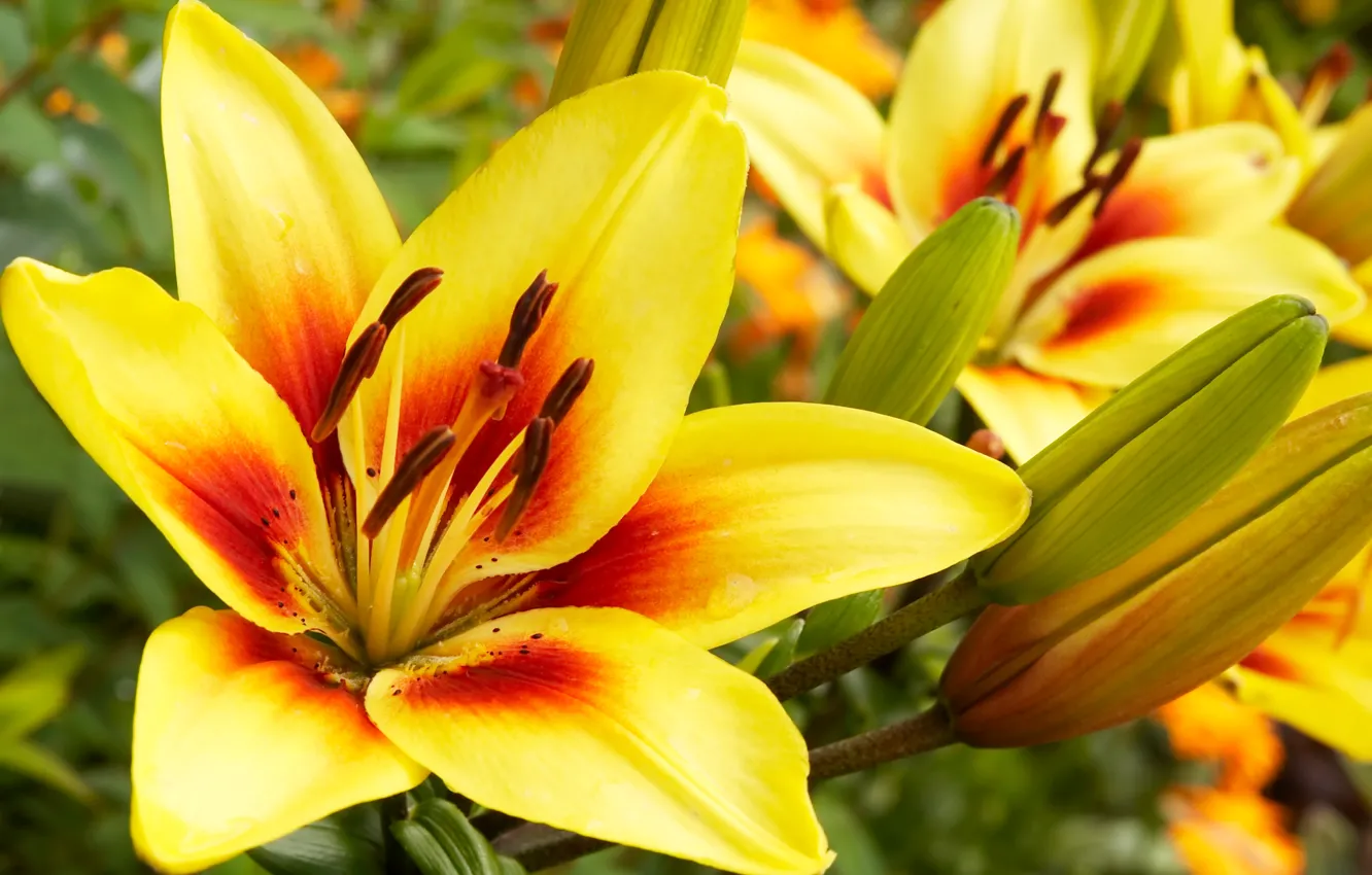 Photo wallpaper flowers, yellow, Lily