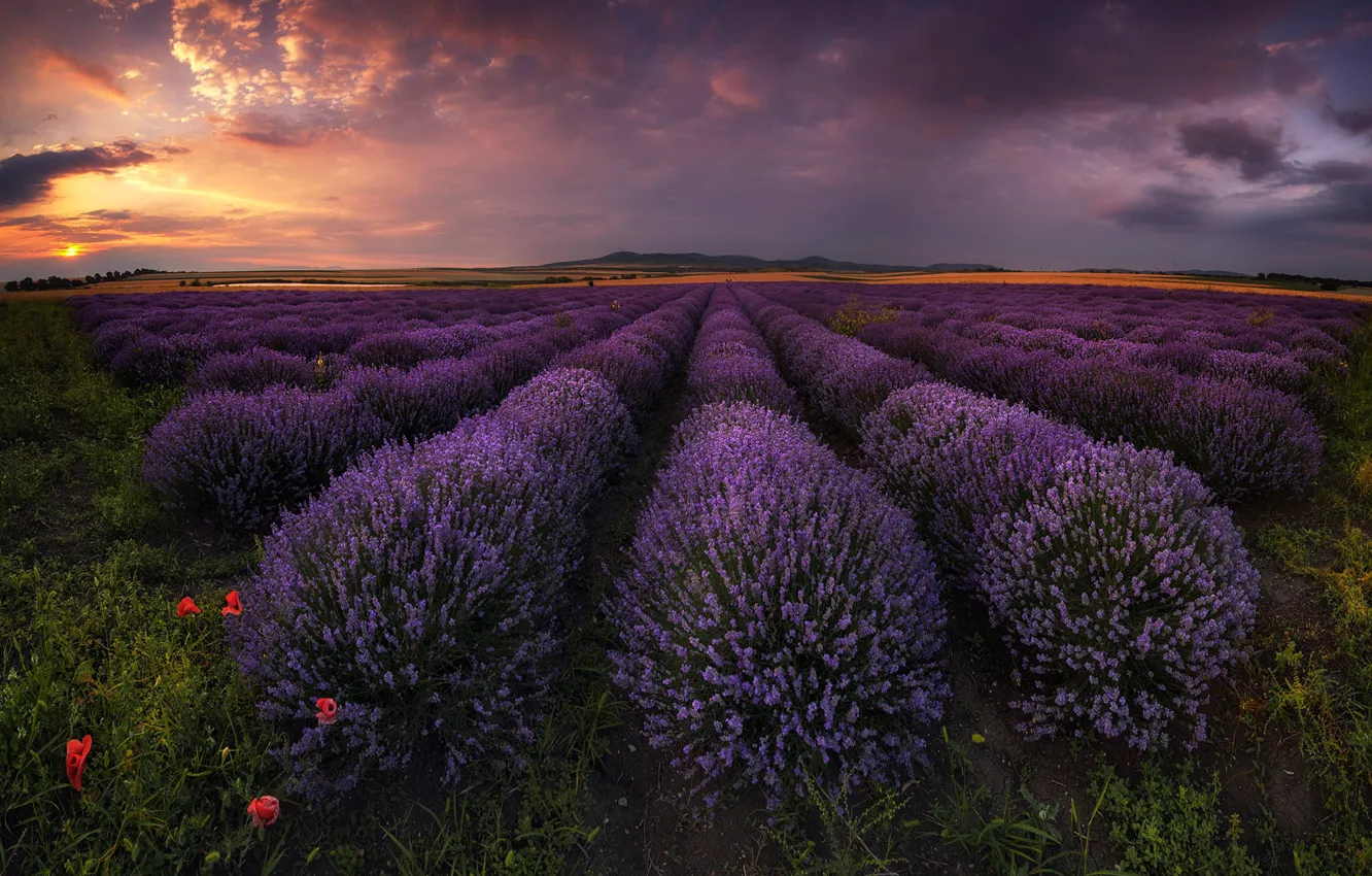 Photo wallpaper field, the sky, sunset, lavender