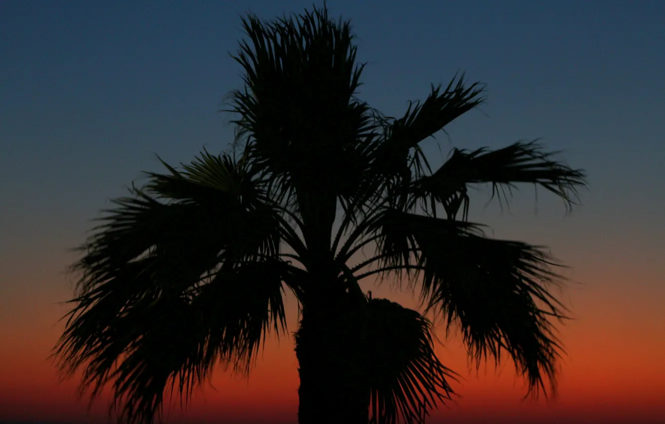 Photo wallpaper the sky, palm trees, silhouette, glow