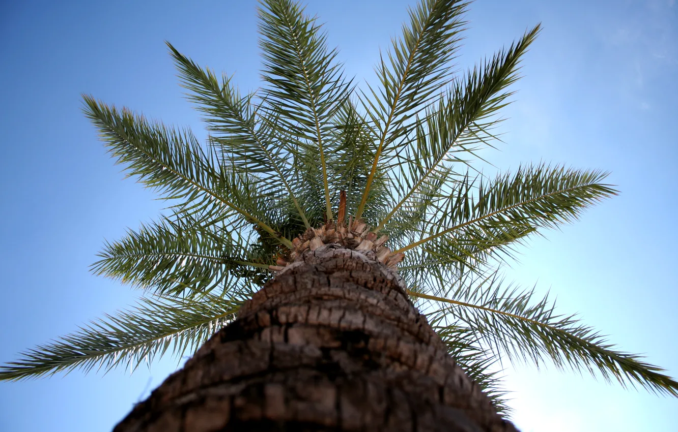 Photo wallpaper green, sky, blue, brown, tree, sun, Turkey, vacation