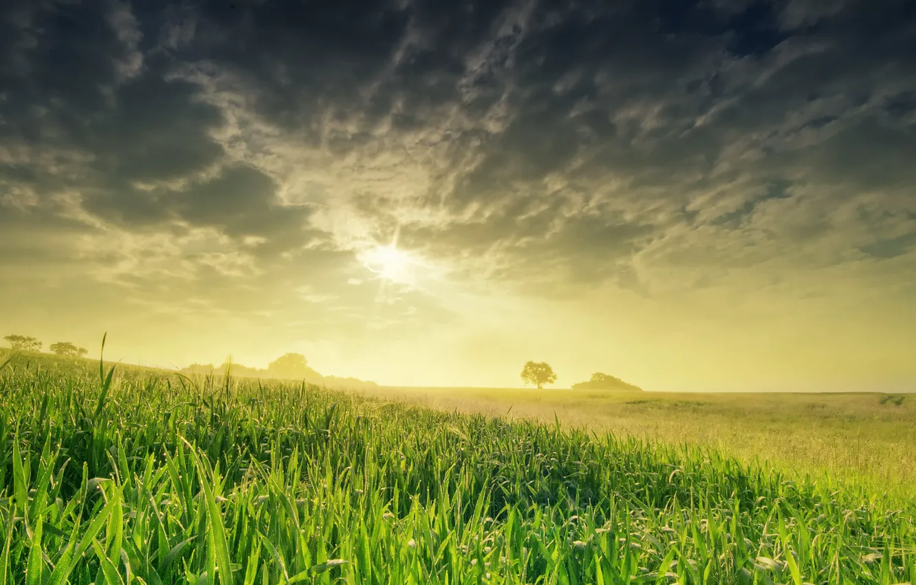 Photo wallpaper field, the sky, the sun, nature, spring