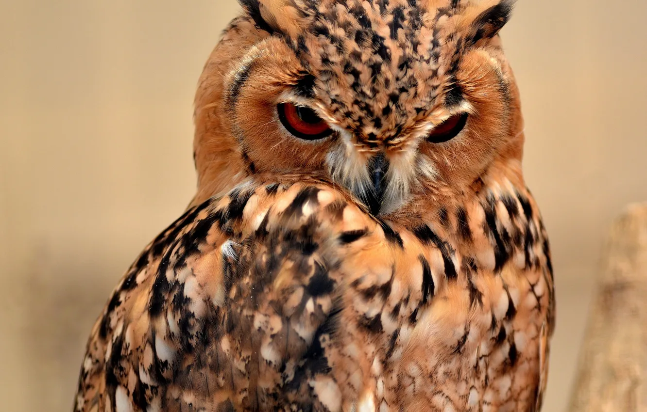 Photo wallpaper owl, bird, Desert owl