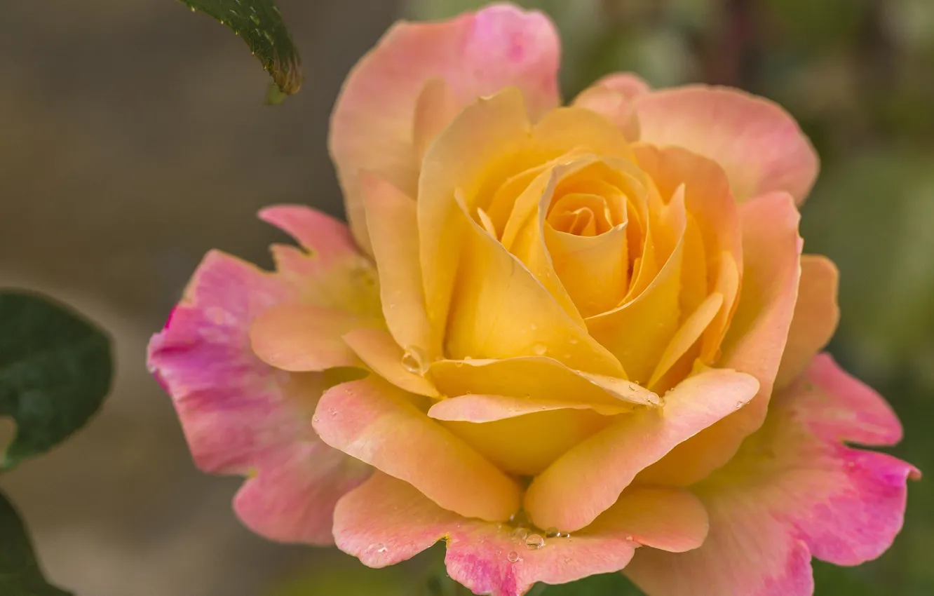 Photo wallpaper macro, roses, petals