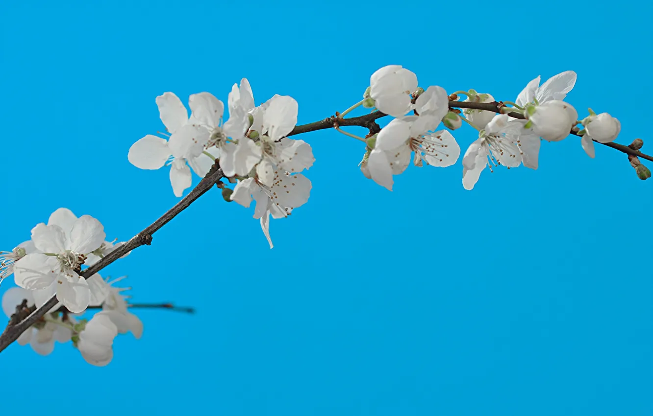 Photo wallpaper the sky, branches, spring, garden, flowering