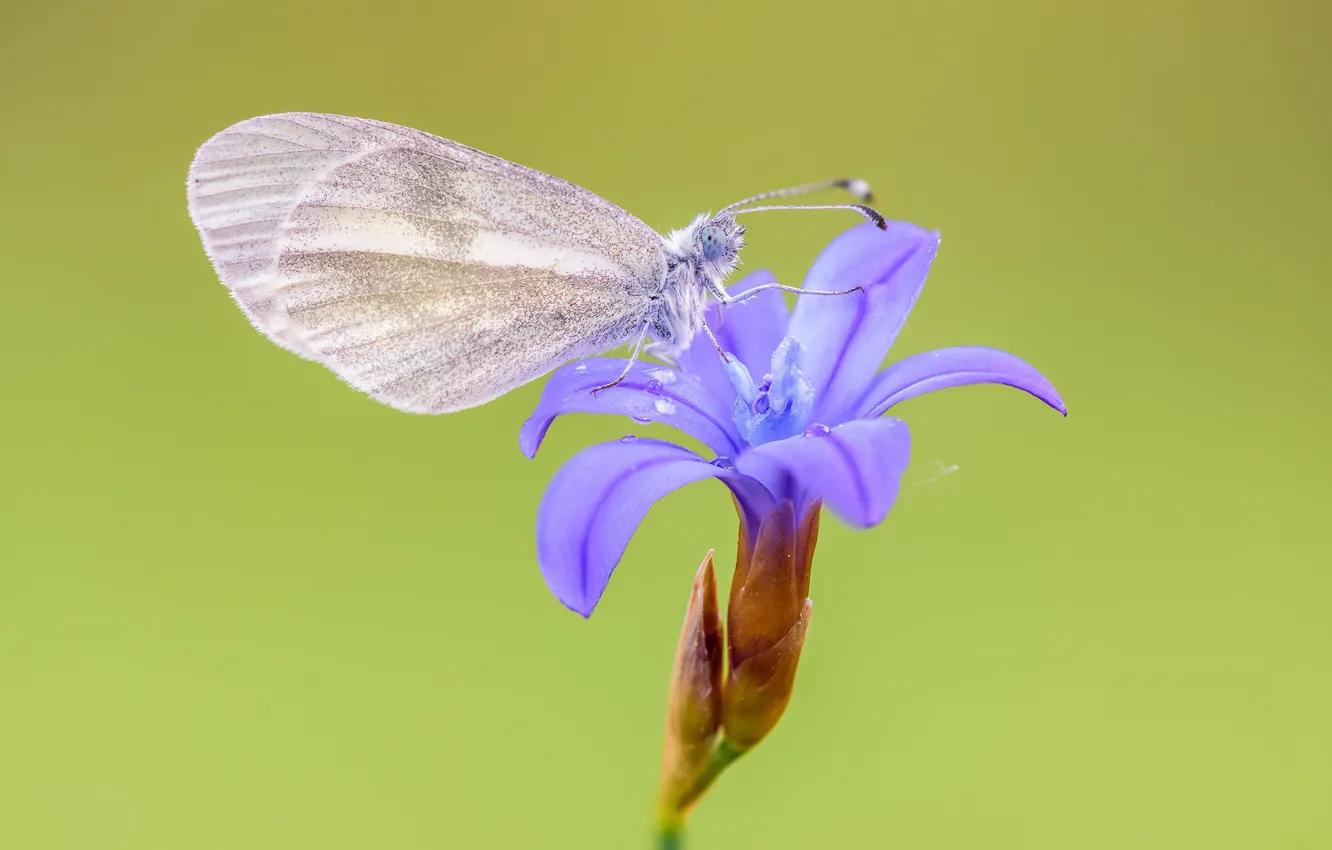 Photo wallpaper flowers, butterfly, Bessie Goroshkova