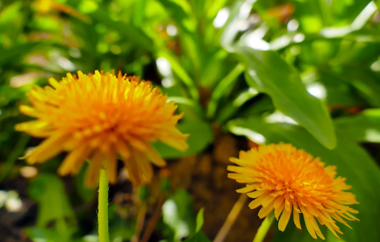 Photo wallpaper grass, macro, flowers, nature, dandelion