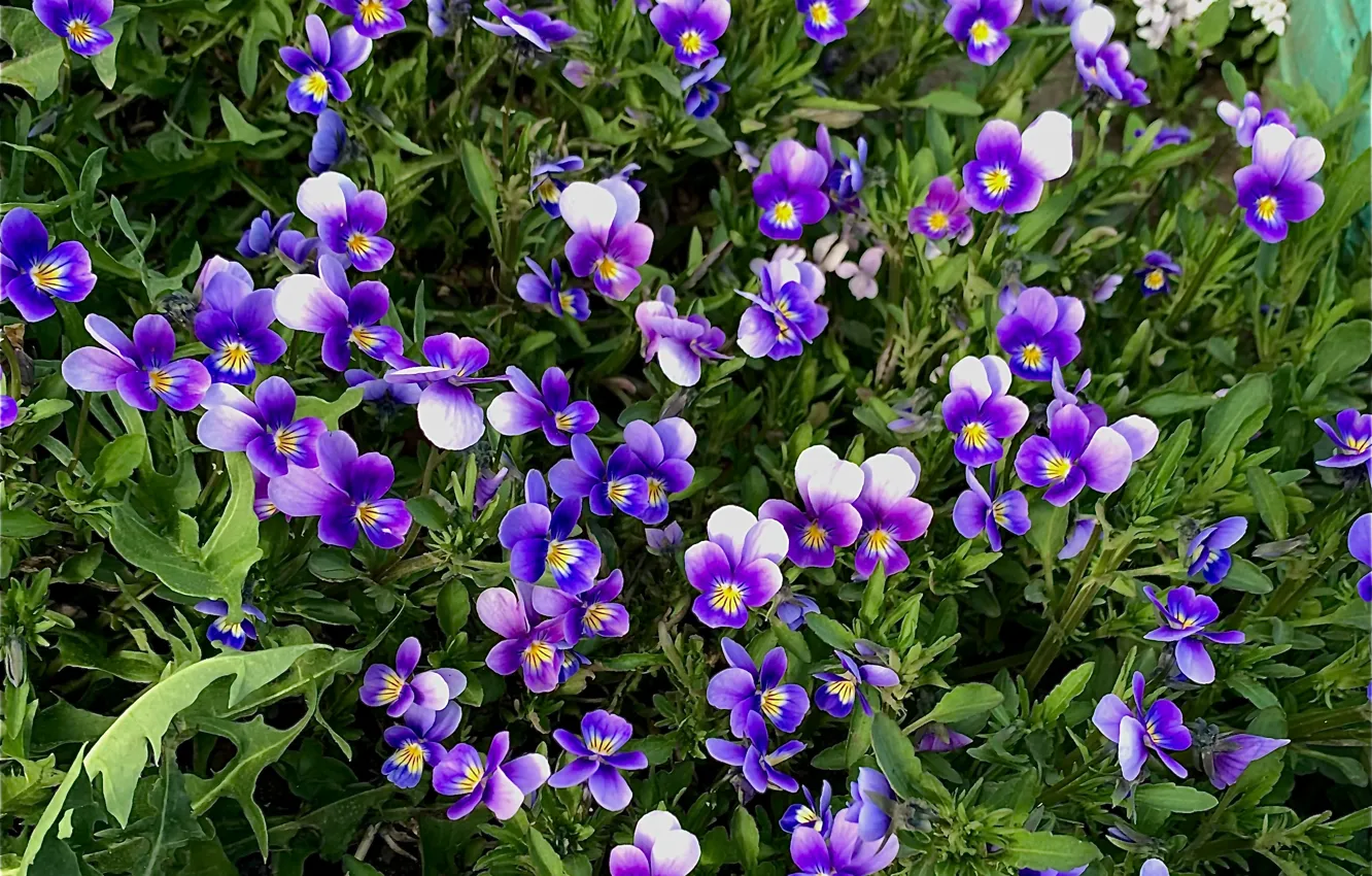 Photo wallpaper summer, flowers, violet