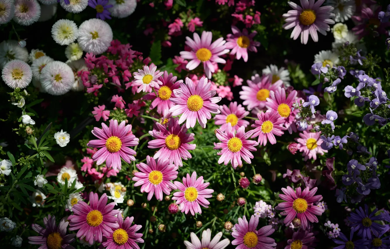 Photo wallpaper summer, flowers, the dark background, bright, pink, flowerbed, different, a lot