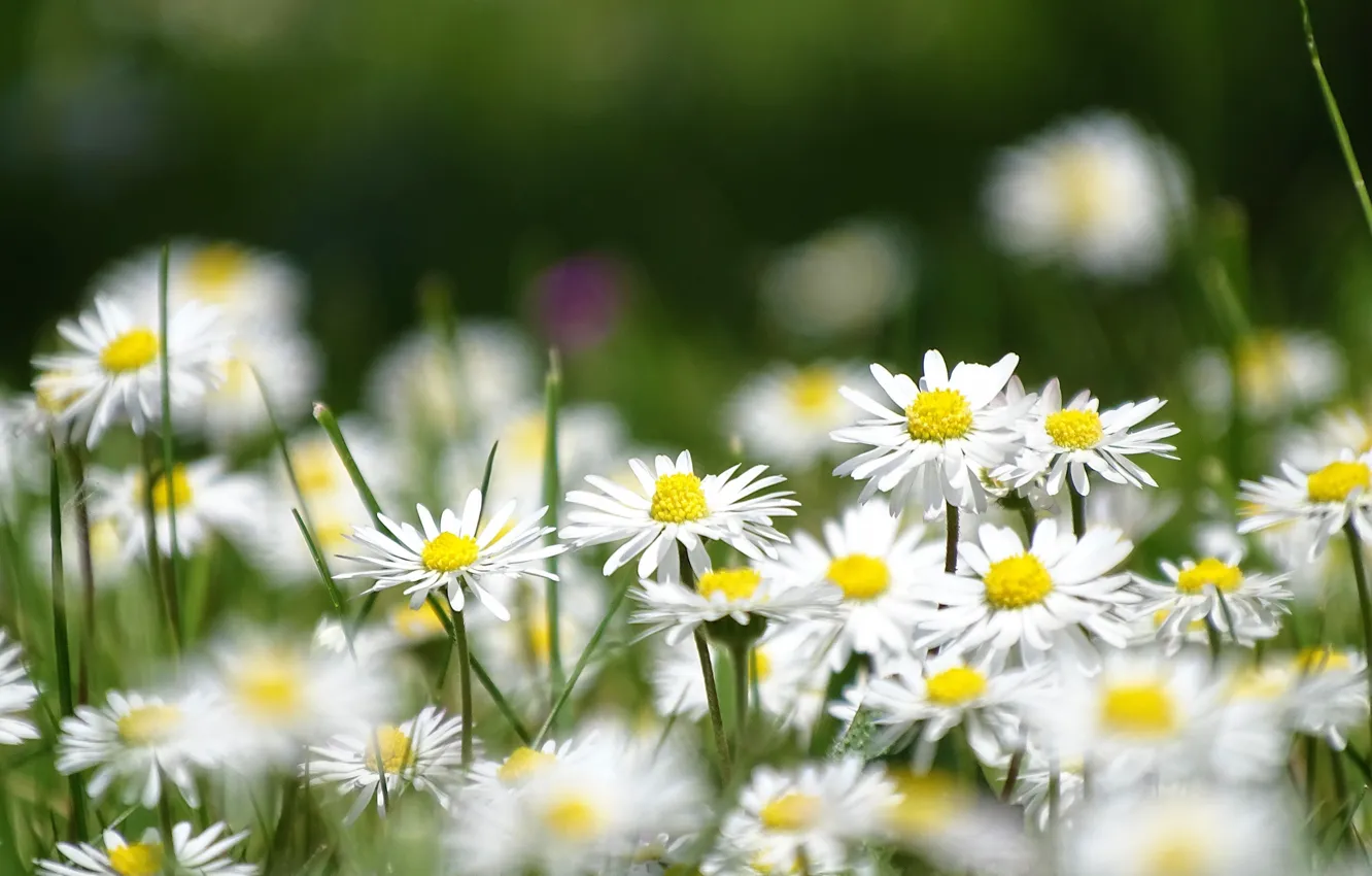Photo wallpaper flowers, Daisy, blur, white, bokeh, chamomile, greens, grass
