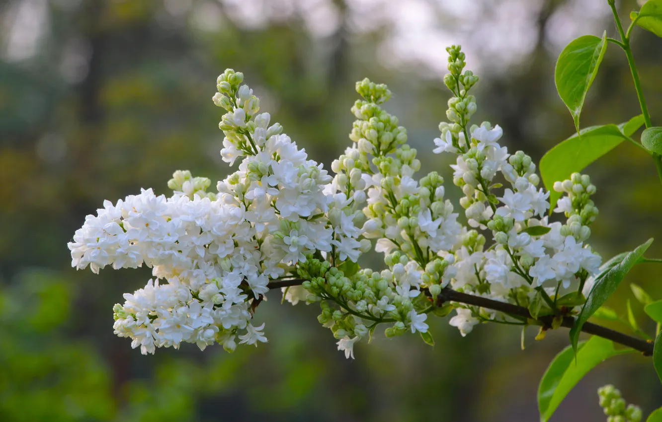 Photo wallpaper white, spring, lilac, twig, blooming