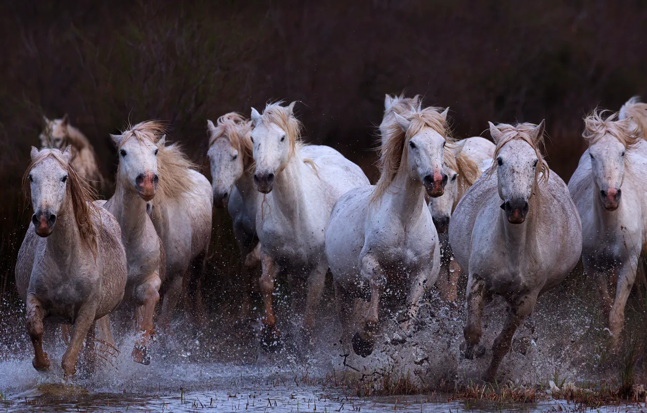 Photo wallpaper look, face, drops, squirt, branches, nature, the dark background, horse