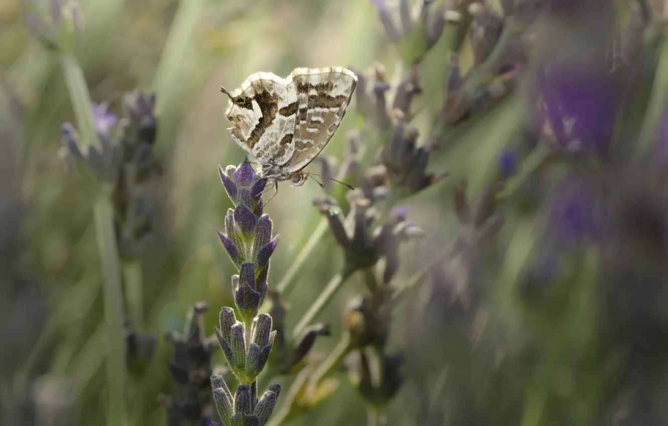 Photo wallpaper macro, butterfly, lavender