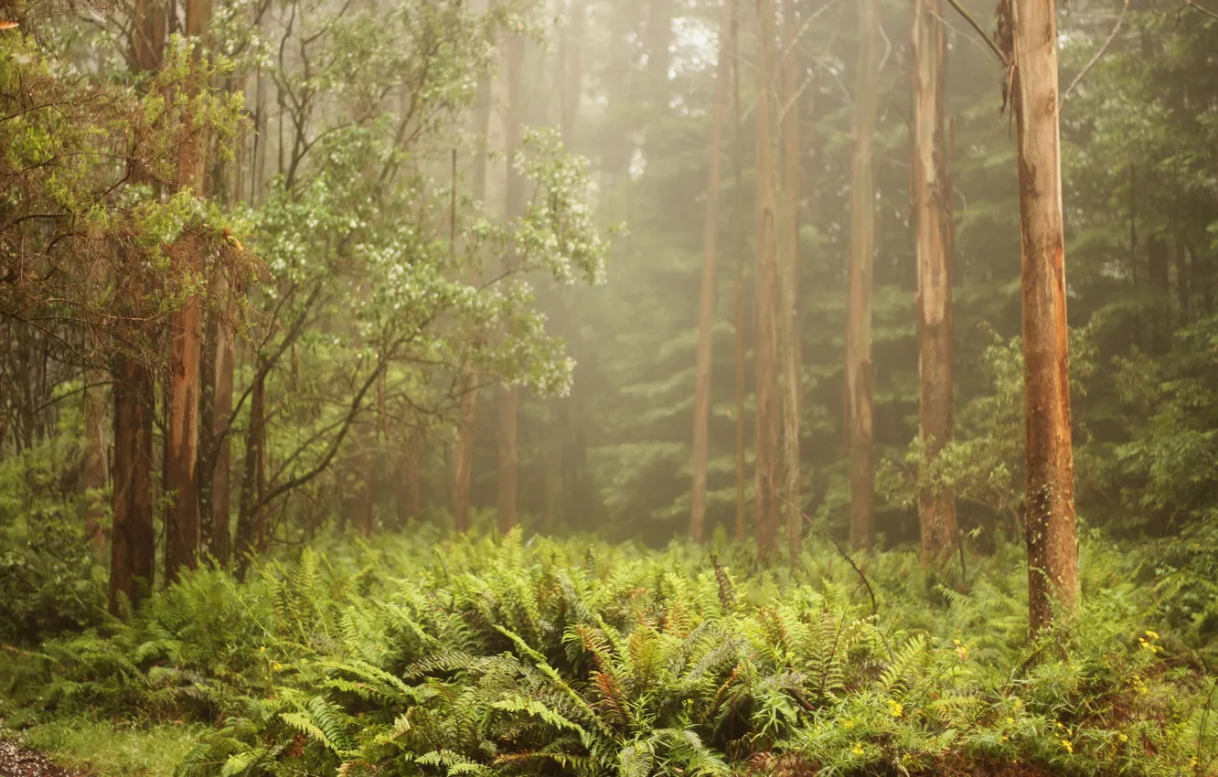 Photo wallpaper forest, nature, fern