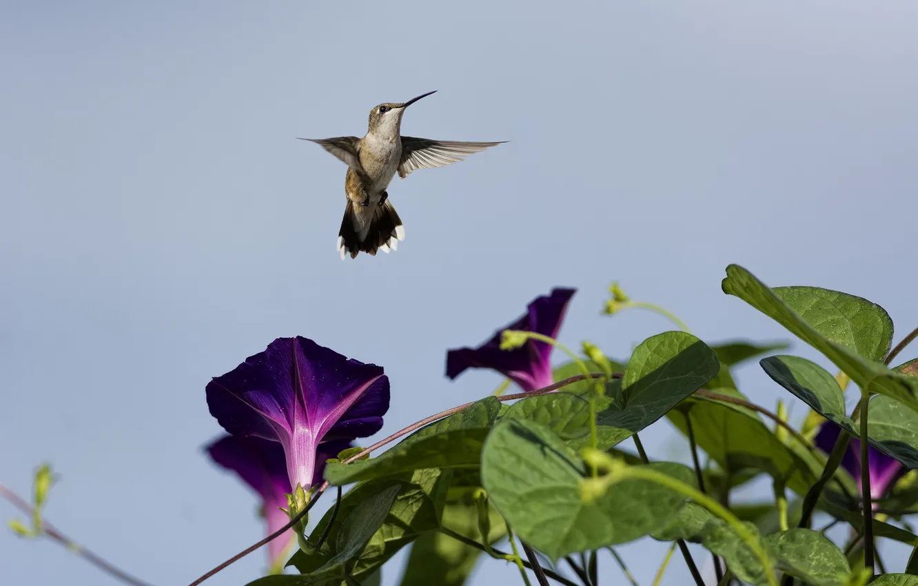 Photo wallpaper the sky, flowers, bird, Hummingbird, yunki, morning glory