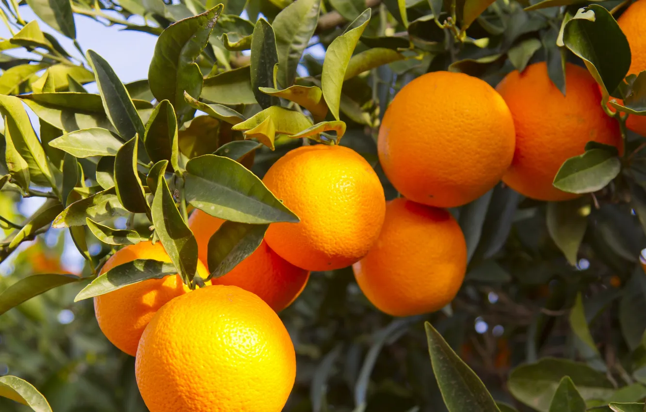 Photo wallpaper tree, fruit, orange, oranges