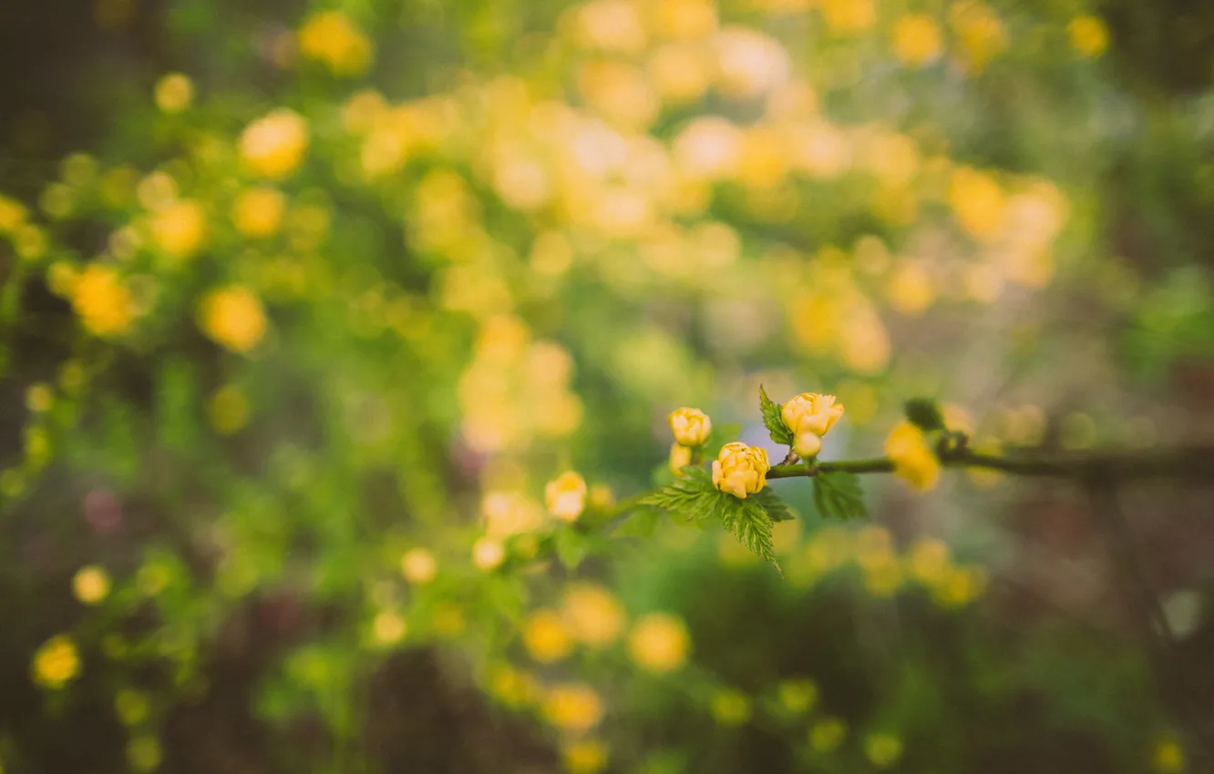 Photo wallpaper flowers, branch, yellow, petals