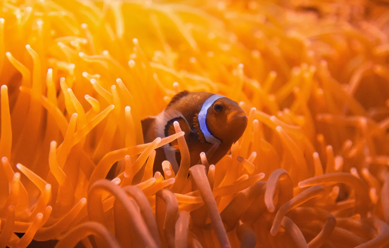 Photo wallpaper fish, aquarium, sea anemones