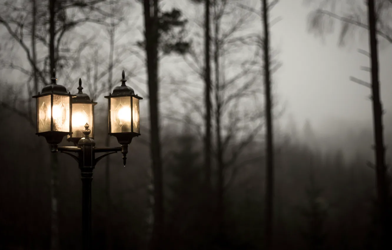 Photo wallpaper light, trees, nature, fog, overcast, lights