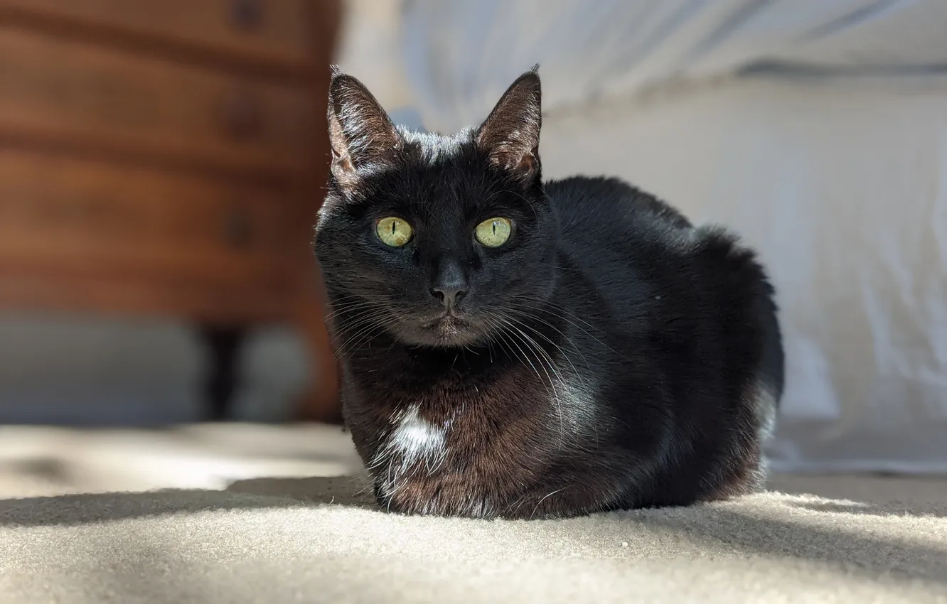 Photo wallpaper cat, cat, look, black cat, black cat