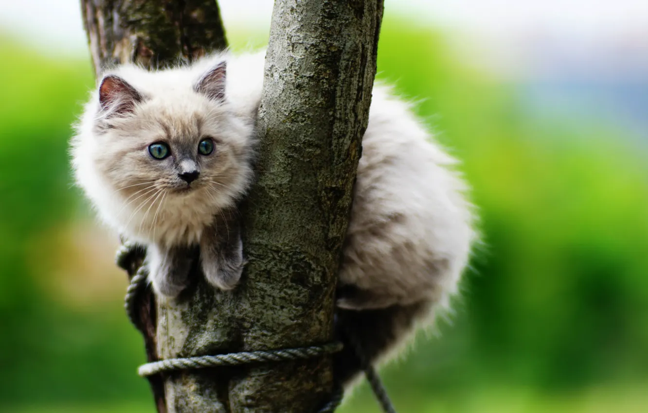 Photo wallpaper kitty, tree, cute