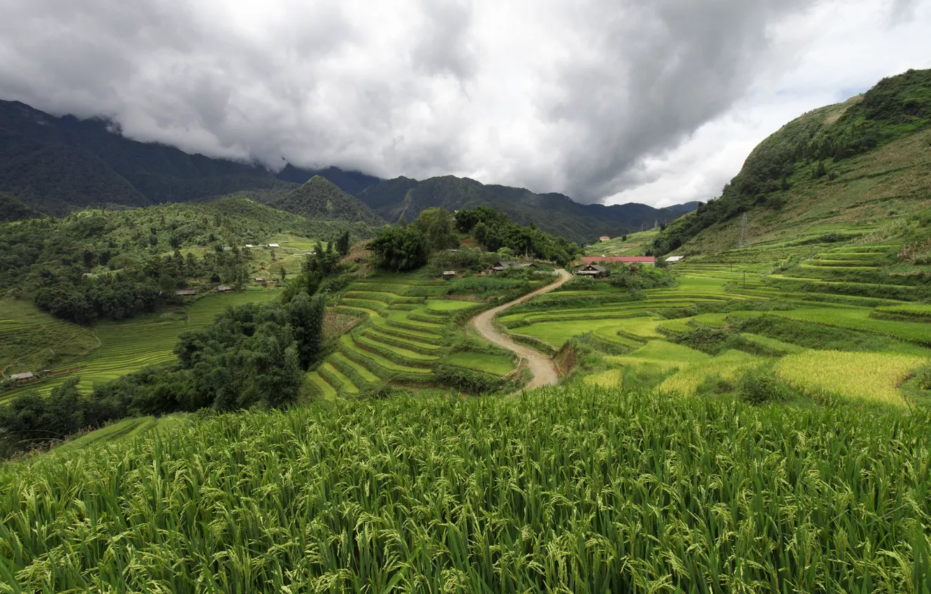 Photo wallpaper greens, field, landscape, clouds, Leonardo Rodriguez