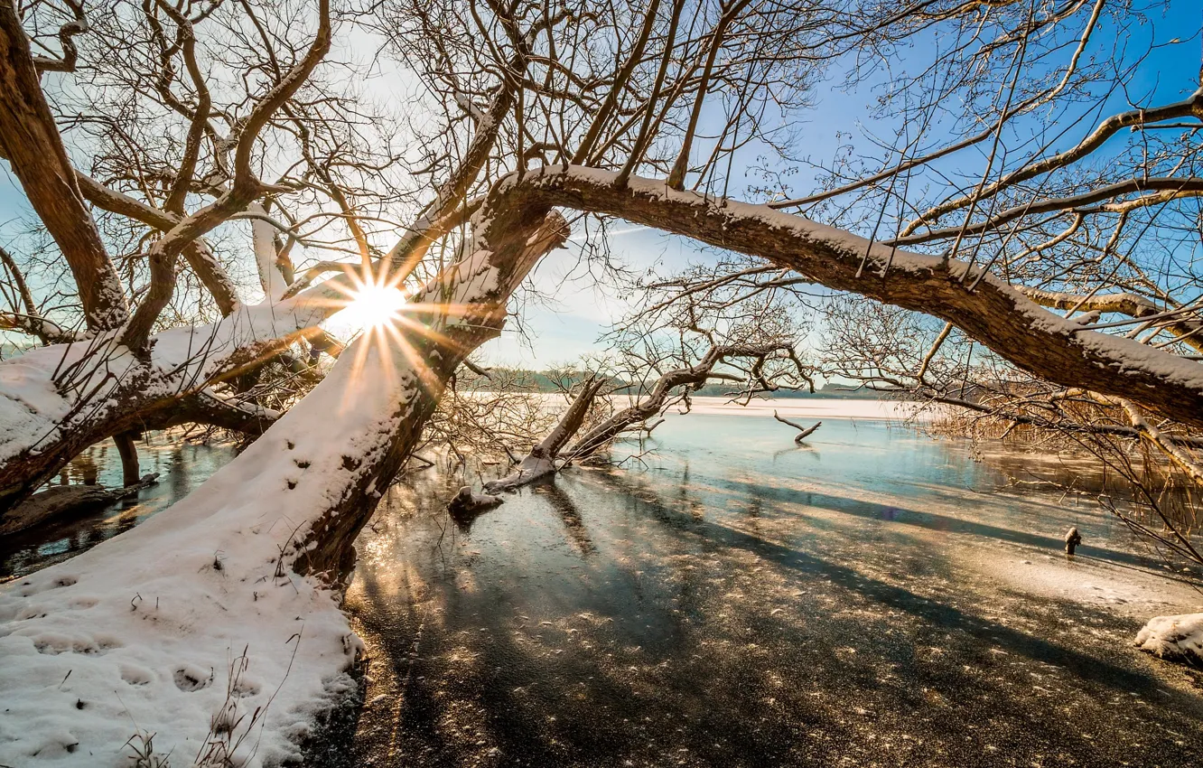 Photo wallpaper winter, forest, the sun, snow, trees, branches, river