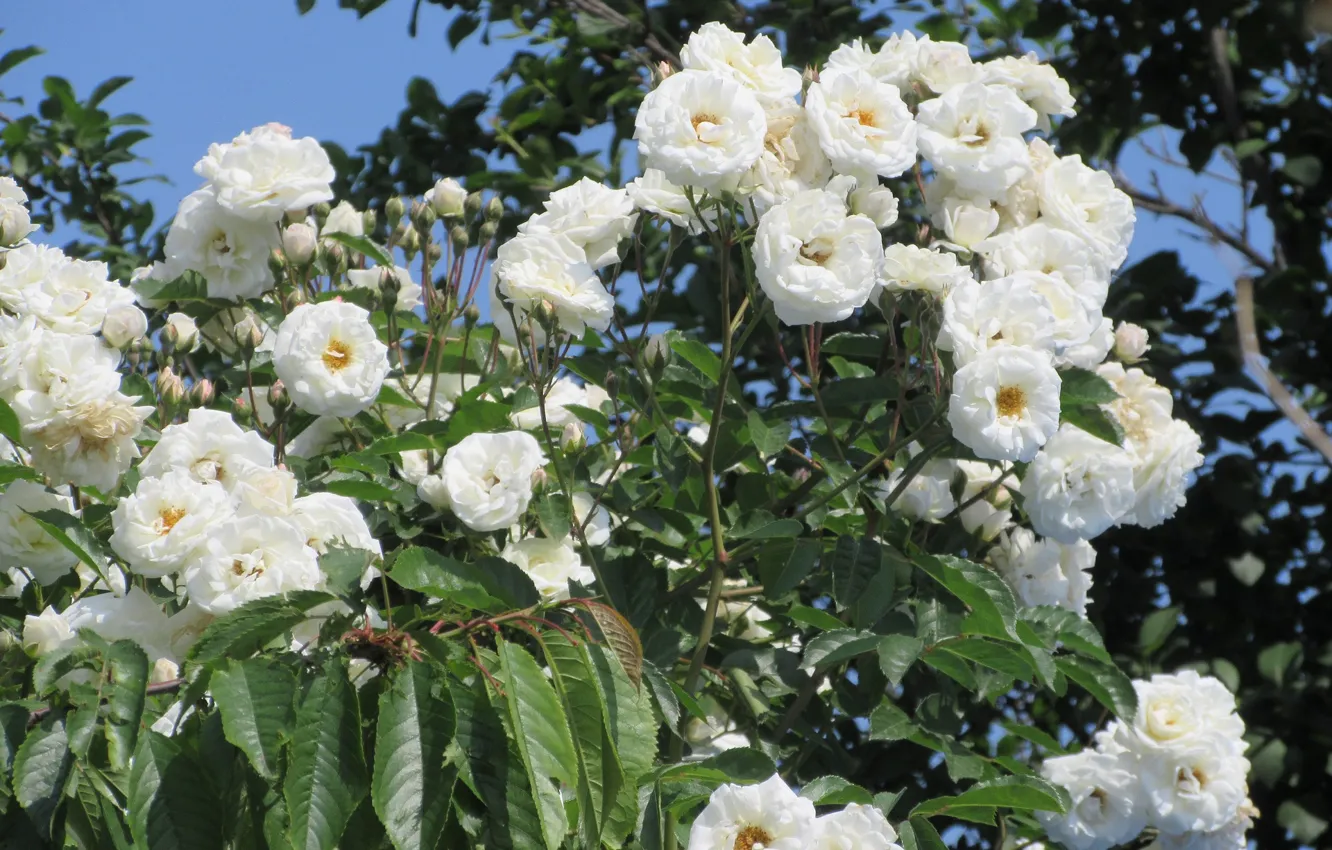 Photo wallpaper roses, white roses, Meduzanol ©, summer 2018