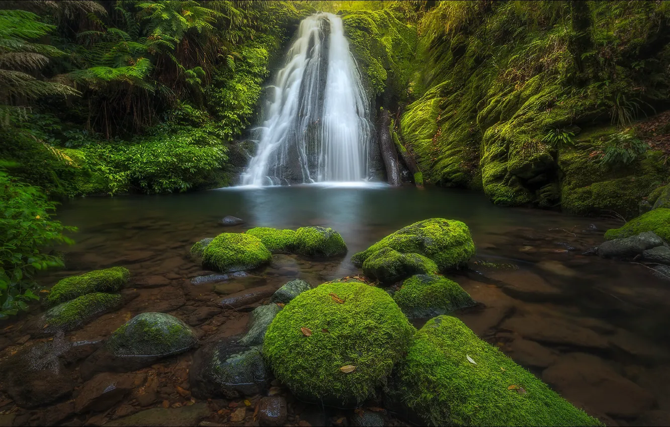 Photo wallpaper forest, landscape, nature, waterfall, beauty, forest, landscape, nature