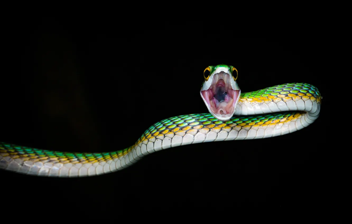 Photo wallpaper night, nature, snake, mouth, reptile, cold-blooded animal